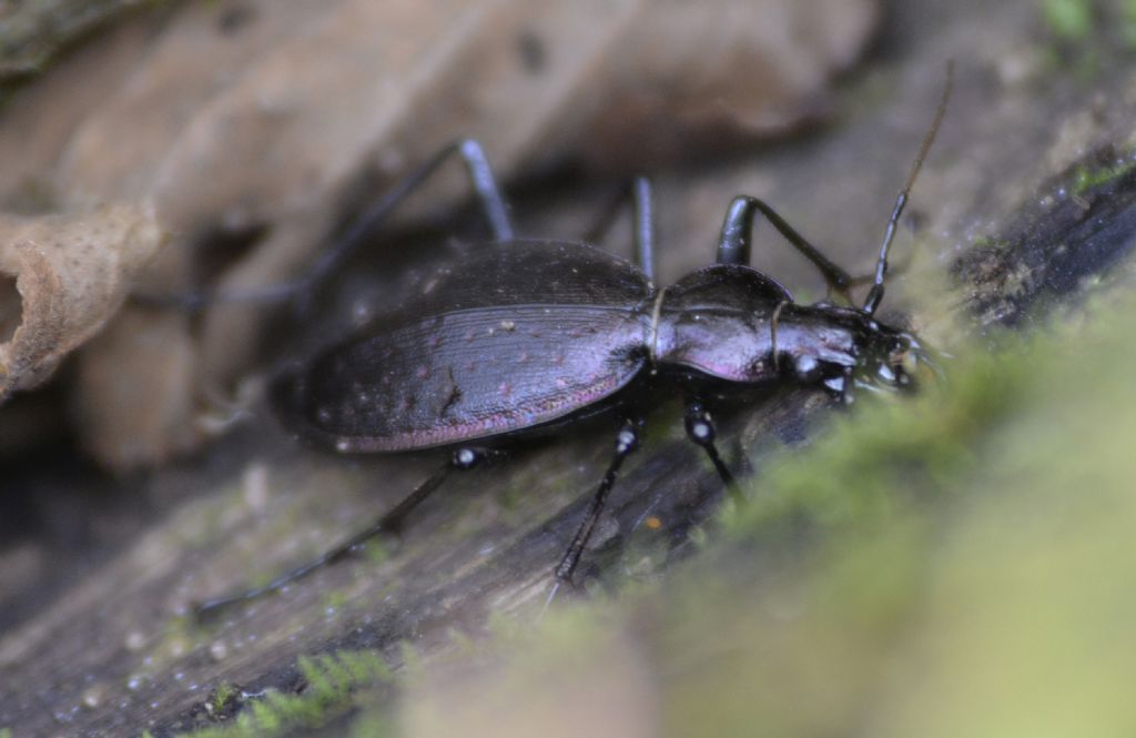 Quale Carabus? C. creutzeri